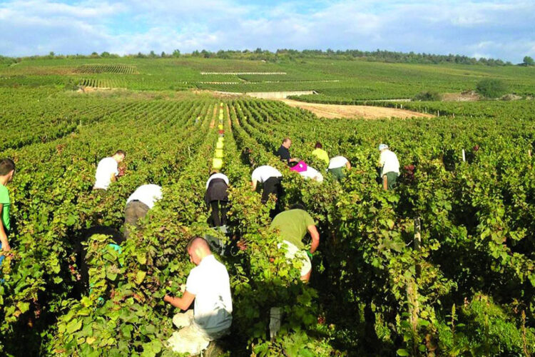 Why Koura Is One of Lebanon’s Best Regions for Agricultural Land Investment