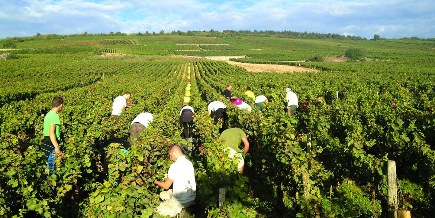 Why Koura Is One of Lebanon’s Best Regions for Agricultural Land Investment